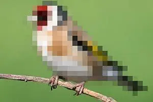 DPI vs. Pixels: What Do I Use?